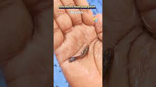 Black moscow frmale guppy fish growth time lapes #fishshorts #guppyfish #shortsfeed #ytshorts #fish