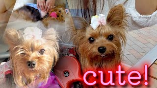 【Small and cute Yorkshire terrier dog】lettuce、　fashion show、drive(^o^)