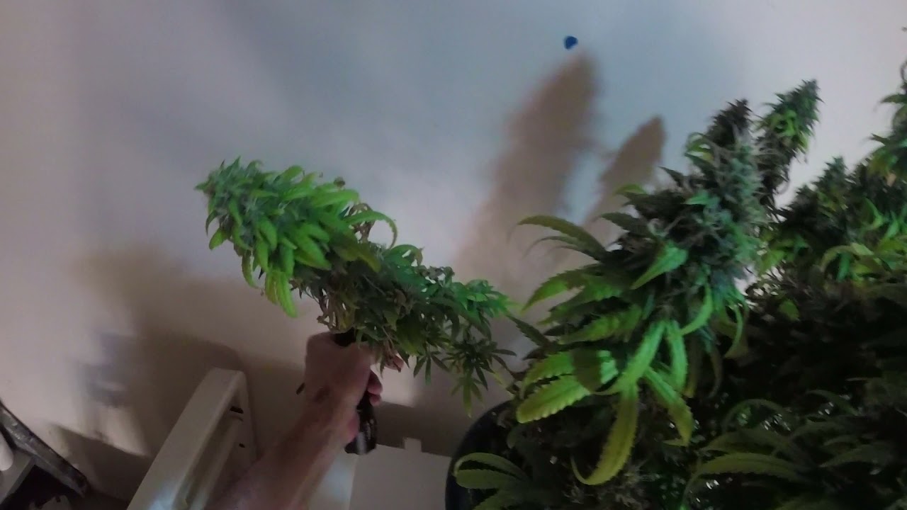 Destiny grow system 4 plant 5 step grow system