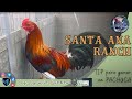 Santa ana ranch  tip para ganar en pachuca