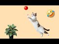 Funny cats videos 🤣 #cat #trending #shorts 