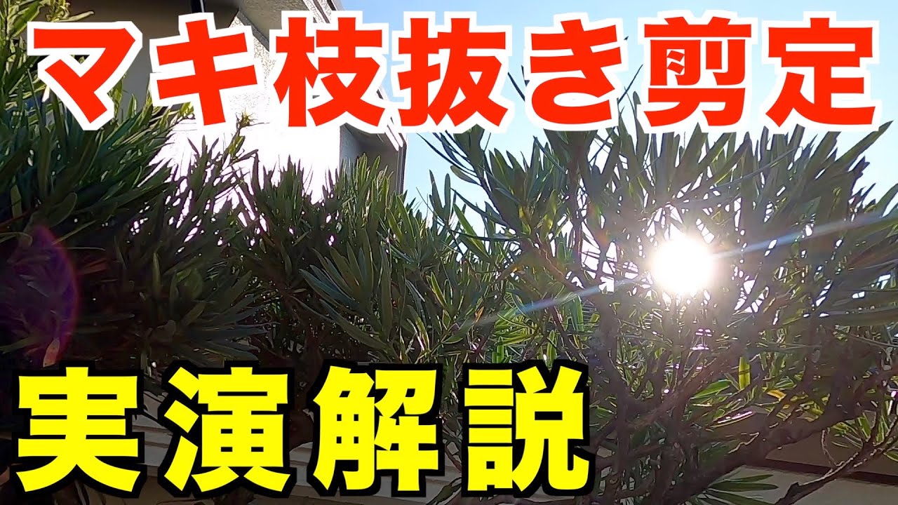 初めてかもしれません、、マキの枝抜き剪定【庭師　剪定　pruning　マキ　11月】
