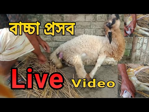 ভিডিও: আপনি কি ভেড়ার বাচ্চাদের মধ্যে ওয়েব্যাক চিকিত্সা করতে পারেন?