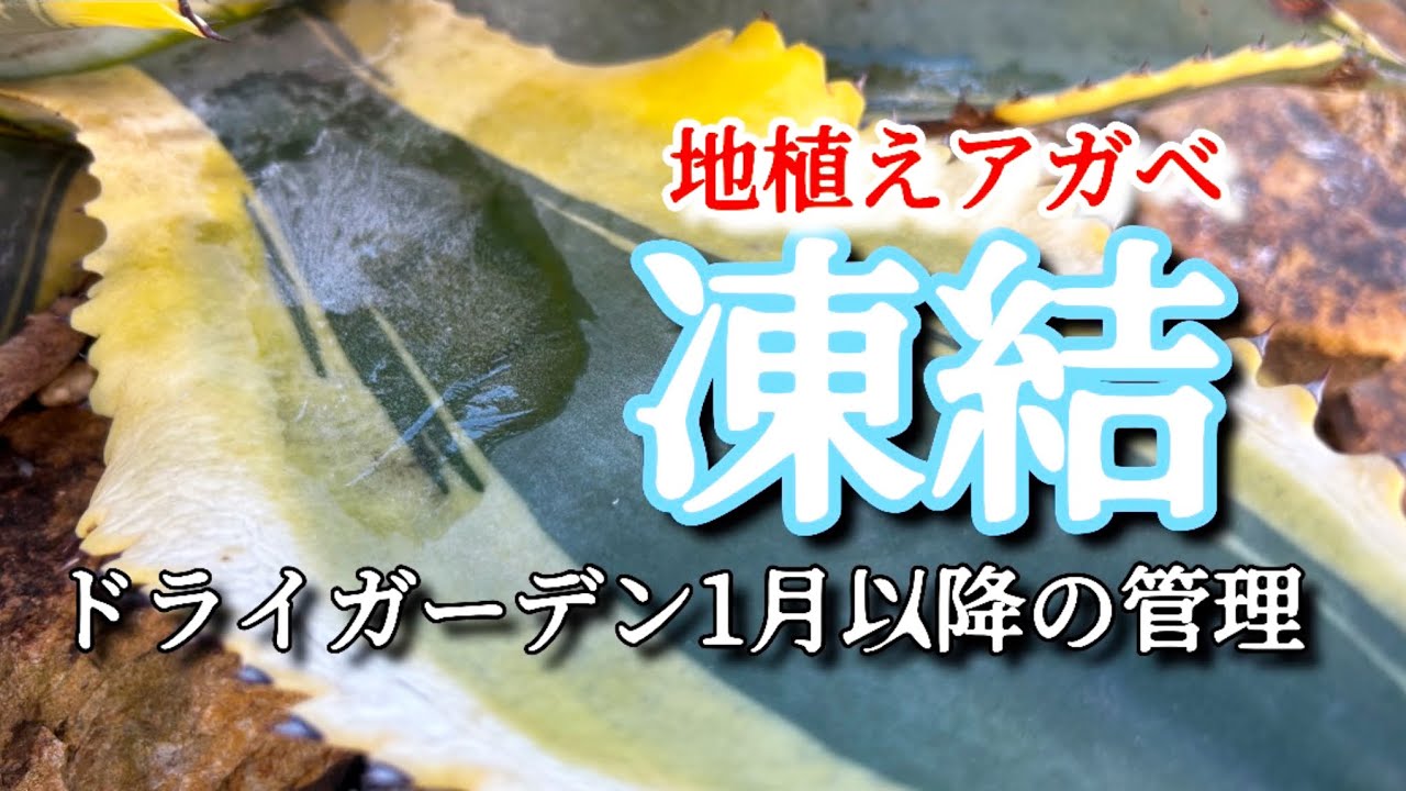 ドライガーデン】地植えアガベが凍結する寒さ。今後の管理方法は