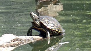 Texas Duck Pond  Sun Turtles_11  #TurtlesOnTheLog