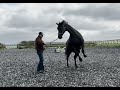 Huge beautiful horse is terrified after a bad accident can i help