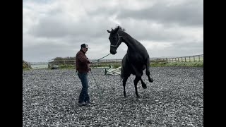 Huge beautiful horse is terrified after a bad accident!! Can I help??!!