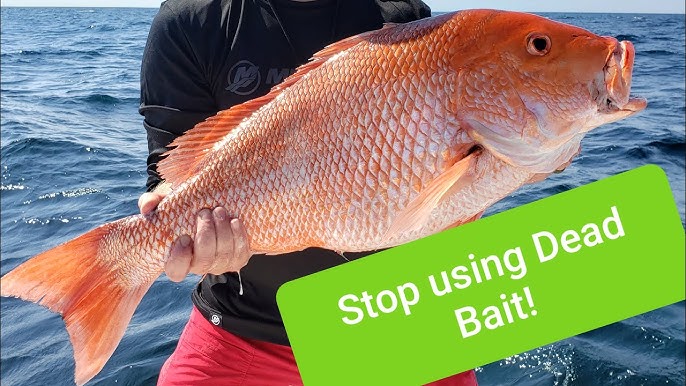 How To Catch Big Red Snapper Like A PRO 