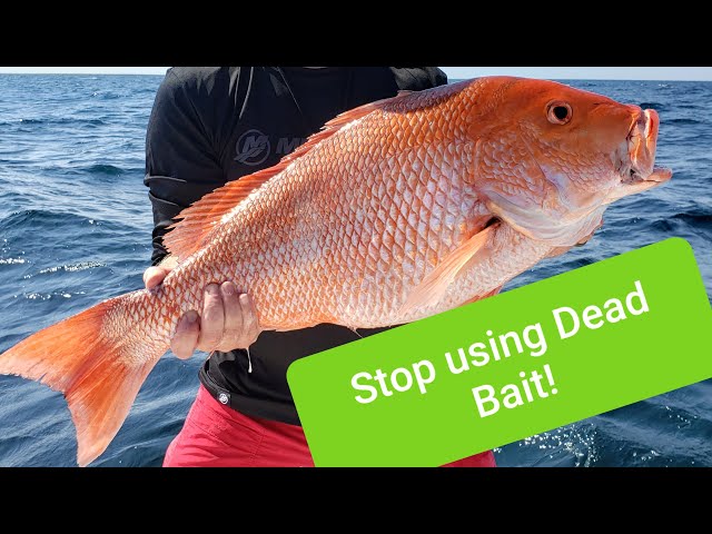 RED SNAPPER FISHING WITH BIG LIVE BAITS! How to catch the bigger red snapper.  