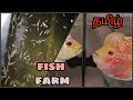 Nemo Aquatic - flowerhorn fish farm in trichy - fighter fish shop-abi fish room in tamil