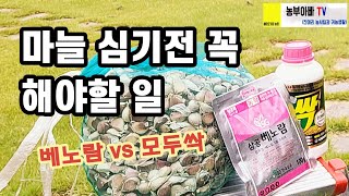 마늘 심기전 꼭 해야할 것, 베노람 vs 모두싹