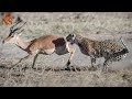 El ERROR que Nadie Esperaba en la Sabana de Kenia | Leones, Leopardos y un Encuentro Fatal