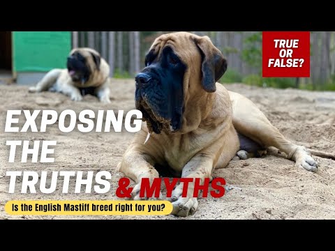 English Mastiff 101 | How Well Do You Know the MASTIFF Breed? | TRUE or FALSE QUIZ