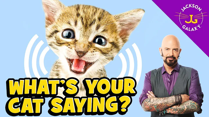Cat Vocalizations and What They Mean - DayDayNews