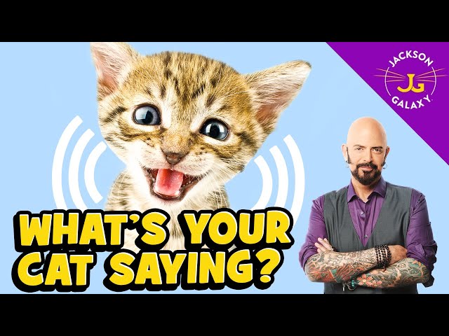 Understanding Cat Sounds (Includes Video Examples) - HubPages