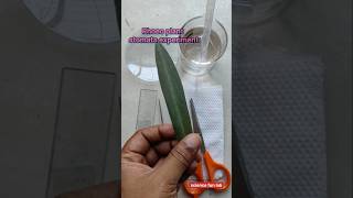 Rhoeo plant stomata experiment biology experiment