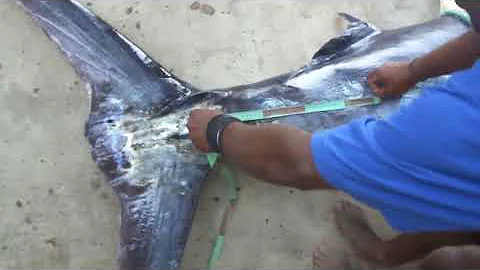 Рекорд России по ловле марлина, 554 кг. Record of Russia. Blue Marlin 1222 lb.