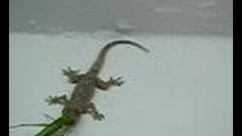 Wild Tanzania:  Gecko vs. Grasshopper