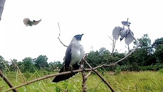 PIKAT BURUNG KUTILANG BerSuara non stop