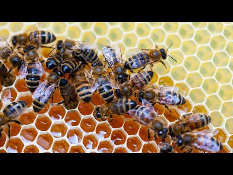 Животный страх: Пчелы (Документальные фильмы National Geographic)