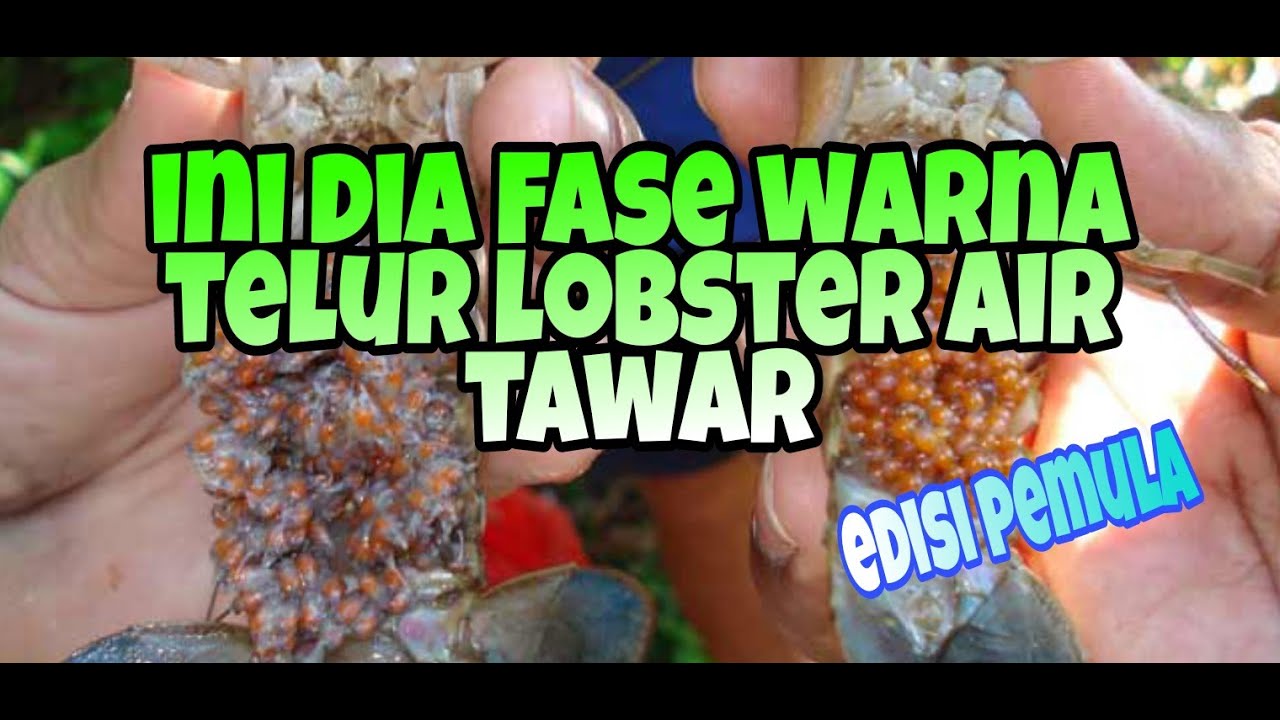 Ini dia tahap tahap warna telur lobster air tawar. - YouTube