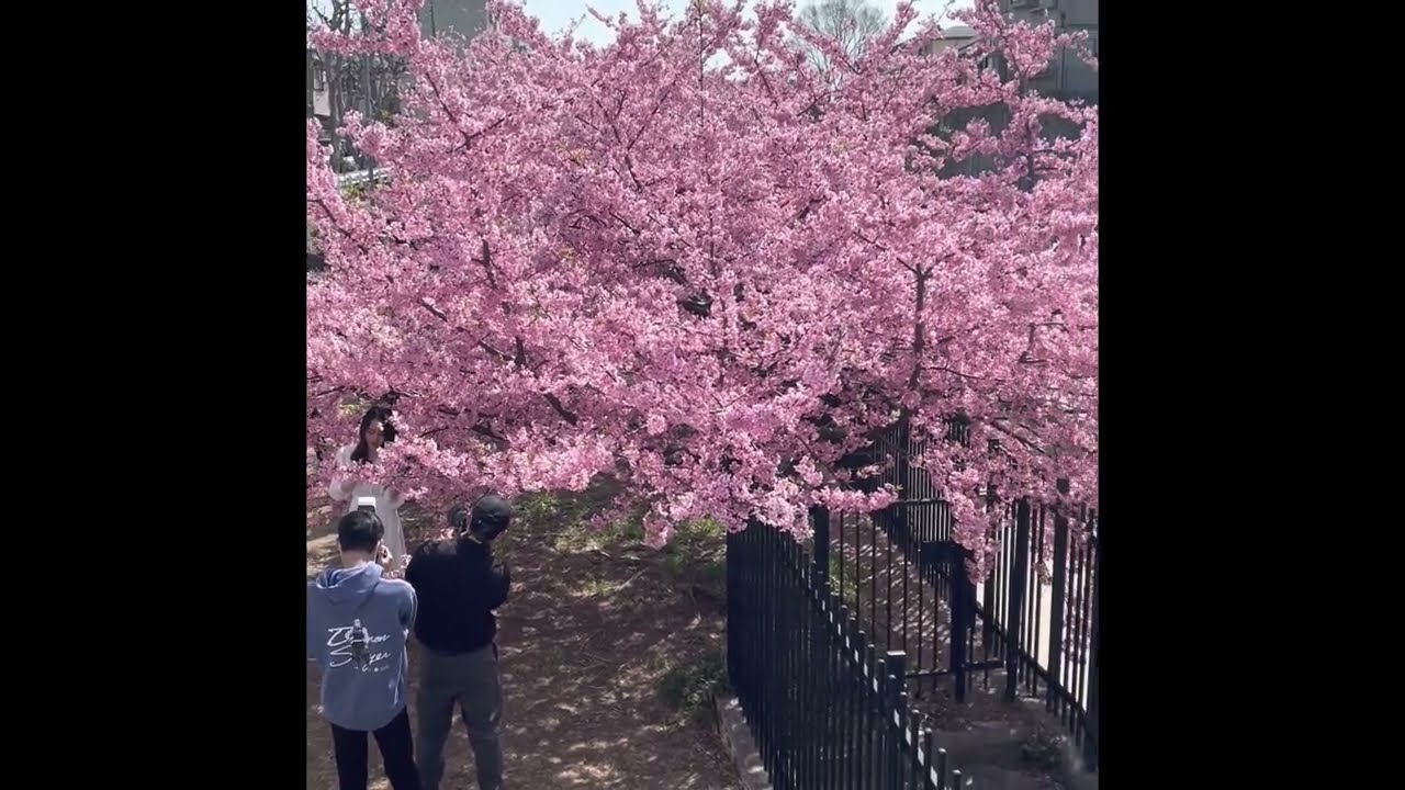 Kyoto Japan Yodo Suiro Waterway shimi-ku, Kyodo Early Beautiful Sakura