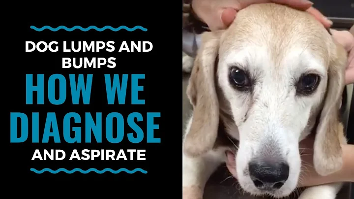 Dog Lumps and Bumps:  How We Diagnose with an Aspirate