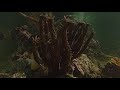 Spawning Acropora ssp.