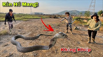 Cuộc Gọi Khẩn Cấp Của Cô Gái Phát Hiện 2 Con Rắn Hổ Mang Đen Bò Vào Trong Đống Gạch Mục