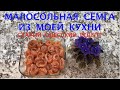 МАЛОСОЛЬНАЯ СЁМГА ИЗ МОЕЙ КУХНИ - ЛУЧШЕ НЕ БЫВАЕТ! ПРОСТО, БЫСТРО И ВКУСНО! СТАРЫЙ ОДЕССКИЙ РЕЦЕПТ.