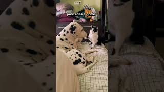 pov: cachorros engraçados gatos engraçados #petsfofinhos