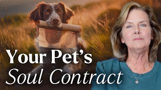 Soul Contracts Explained (And How Your Animal Plays a Part) | LIVE with Tami Hendrix