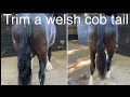 How to trim a welsh cob tail for the show ring welsh cob tail trimming tutorial horse turnout tips