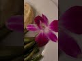 Edible orchids joshsarah shorts party wedding dinner yummy  halukaytv