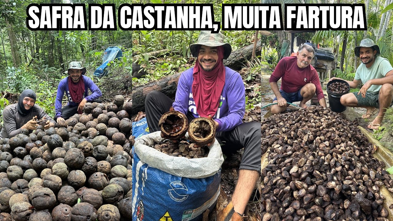 COMO É FEITA A COLETA DA CASTANHA DO PARÁ NA AMAZÔNIA!.