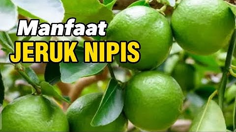 Subhanallah, Ini 10 Manfaat Jeruk Nipis Bagi Kesehatan Yang Jarang Diketahui Orang-orang