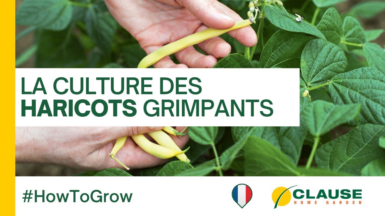 Comment cultiver et récolter les haricots grimpants (ou haricots à — free download