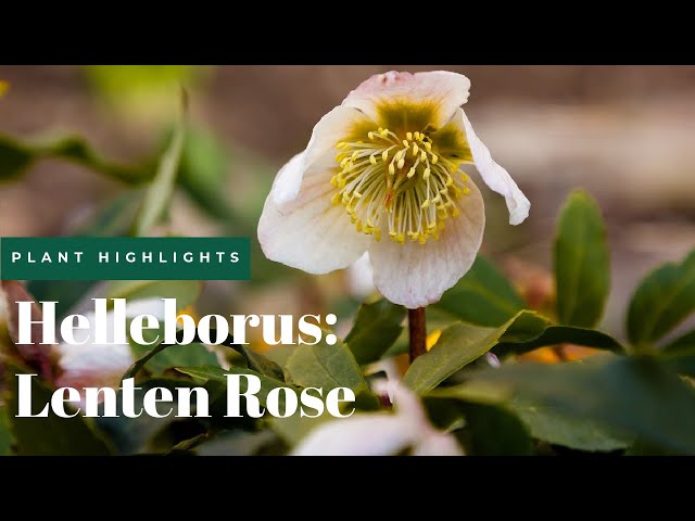 All About Hellebores