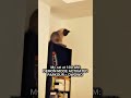 Owowo demon mode activated #milou #cat #foryou #shortsfeed #shortvideo #shorts
