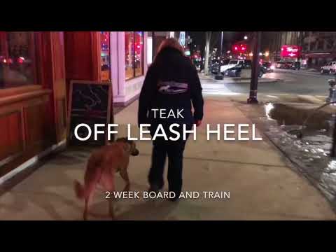 rye-dog-trainer/portsmouth-dog-trainer---teak-1-year-old-shepherd-mix