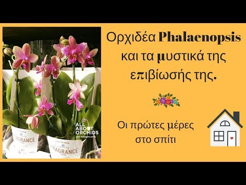 Βίντεο: Phalaenopsis: φροντίδα ορχιδέας στο σπίτι