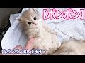 【子猫の成長記録】マンチカンの子猫達がポンポンしてる件 ∼猫のいる生活Vol.127∼ 出産動画 マンチカン短足・ミヌエット・ペルシャ猫専門ブリーダー『ペット蔵人』