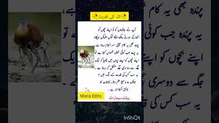 قدرتِ الٰہی کا حیران کن نظام 🕊️islamicshorts#ytshorts#quotes#mariaedits786