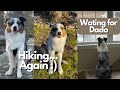 Australian Shepherd Goes Hiking | Moving out of CT and Off Leash Hiking Skills | AstroFromTheBlue