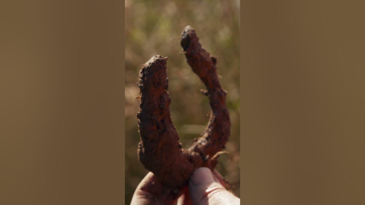LUCKY HORSESHOE FOUND BURIED ON OAK ISLAND The Curse of Oak Island Shorts YouTube
