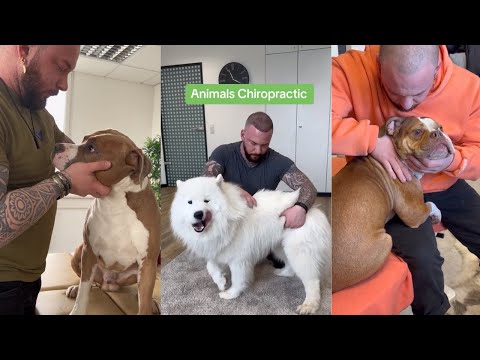 The Dog Therapy | Satisfying Compilation of Animal Chiropracitc Adjustments