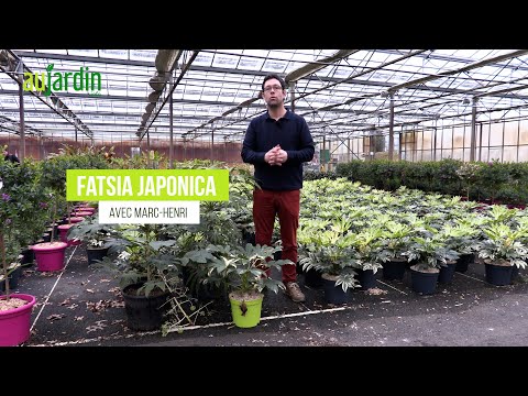 Vidéo: Fatsia comme plante d'intérieur - Comment faire pousser du fatsia dans un récipient