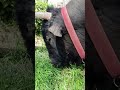 Dev karnını doyuruyor #shorts #toro #bull #youtubeshorts