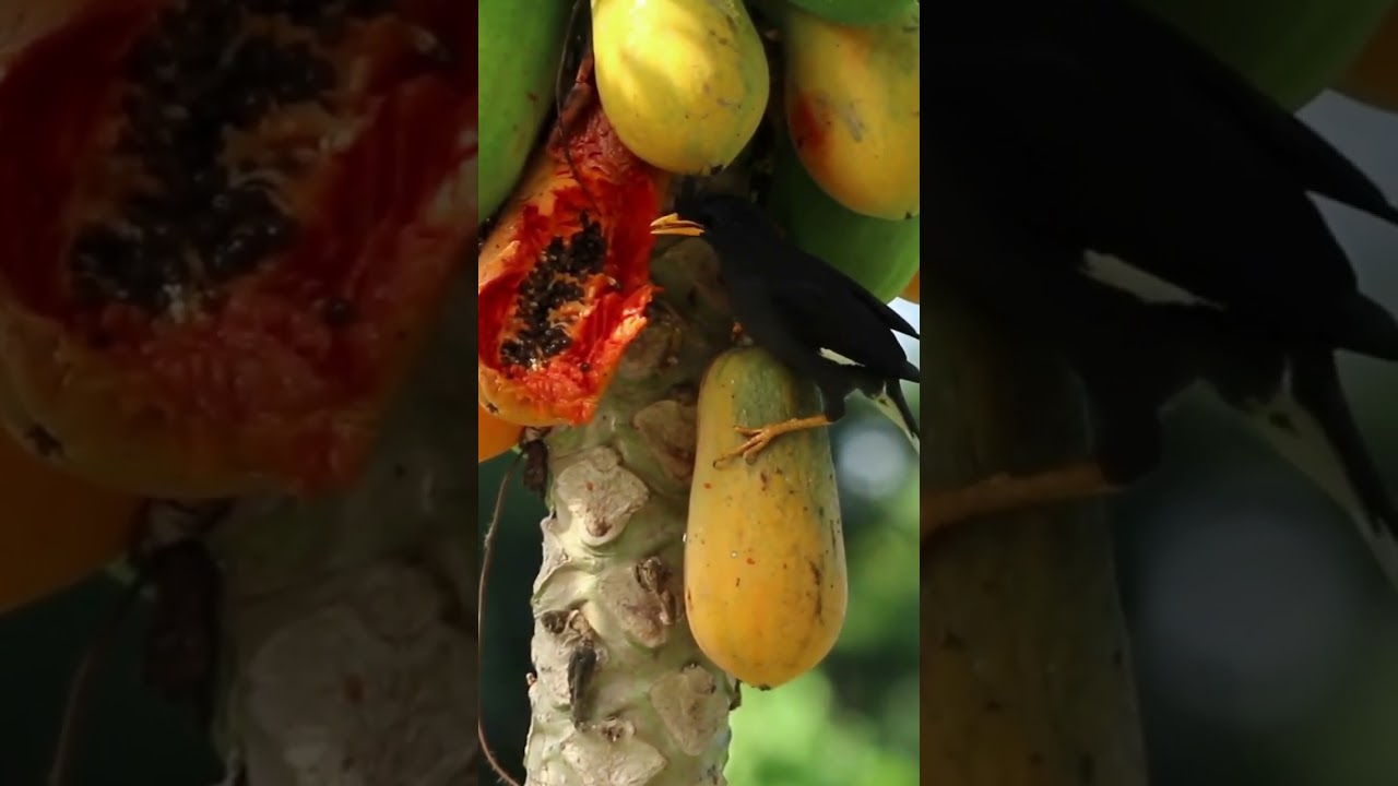 Papaya trees can change gender whenever they like