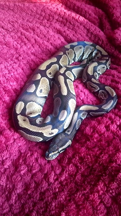 Reptiles are amazing - ball python pet Sasuke relaxing on his blanket ...
